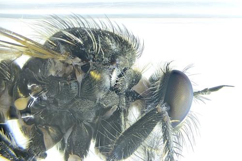 Eutolmus rufibarbis